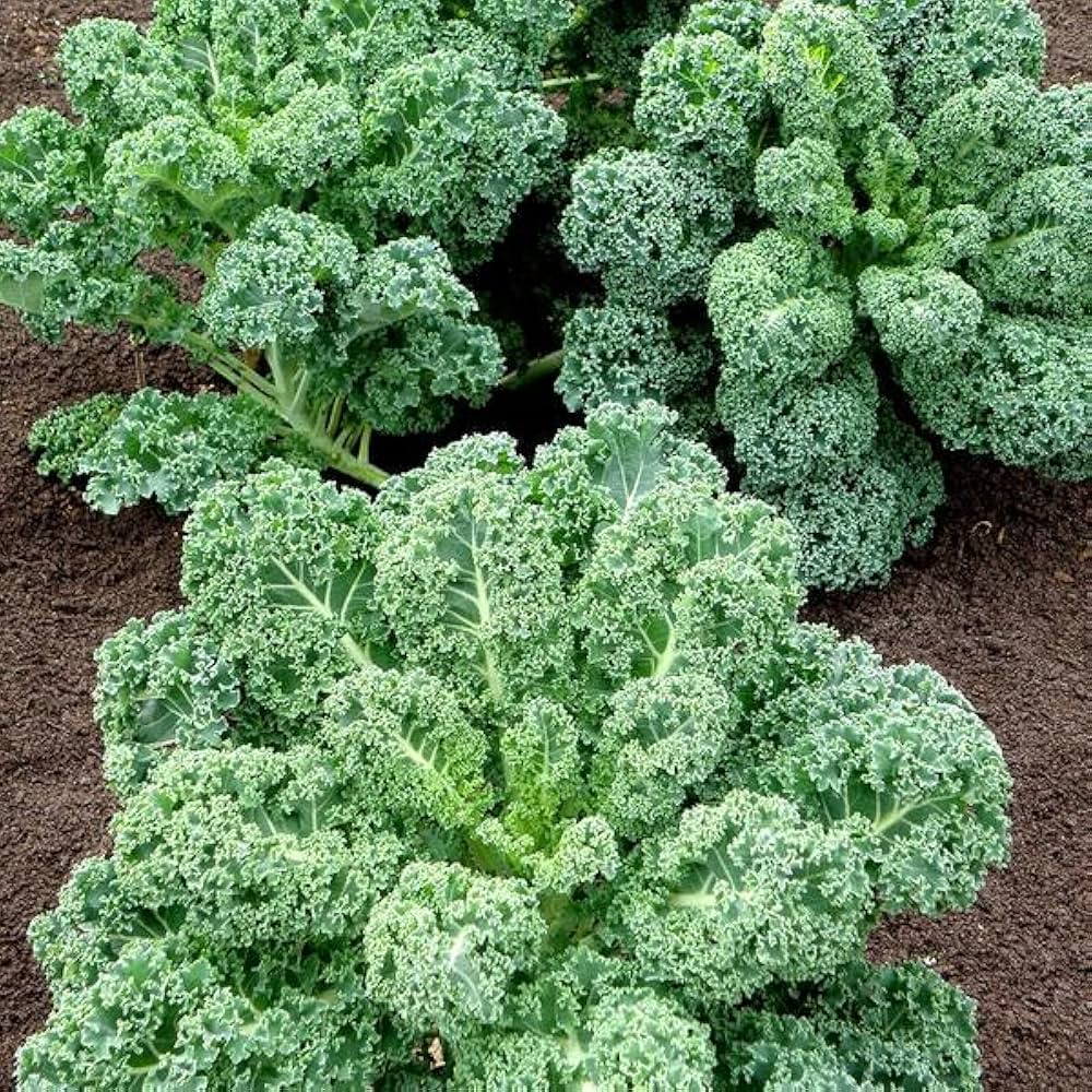 Blue Ridge kale plant grown from seeds with curly, bluish-green nutrient-rich leaves